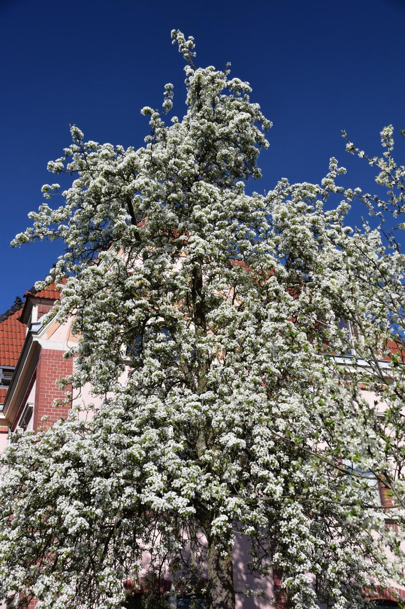 Ferienwohnung Und Pension "Zur Aue" Konigsbruck Extérieur photo